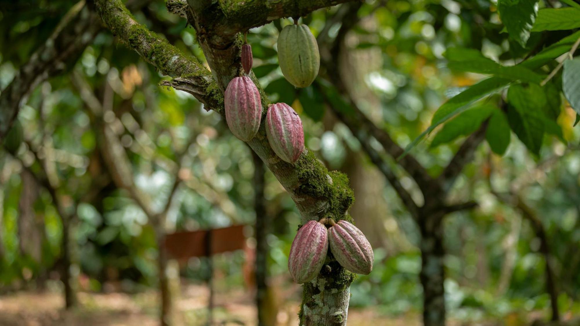 Eden Organic Farm & Bungalows La Fortuna ภายนอก รูปภาพ